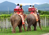 Верхом на слоне за "Тайским вином"